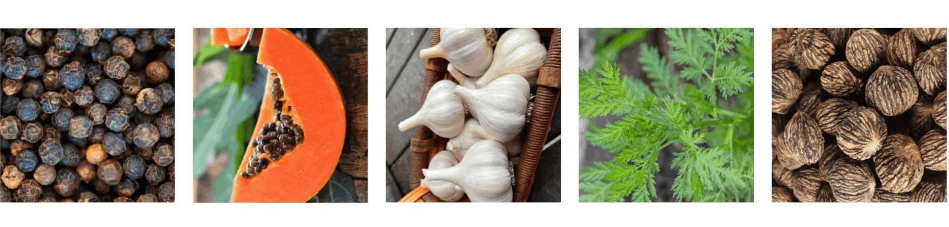 Para911 parasites cleanse drops ingredients